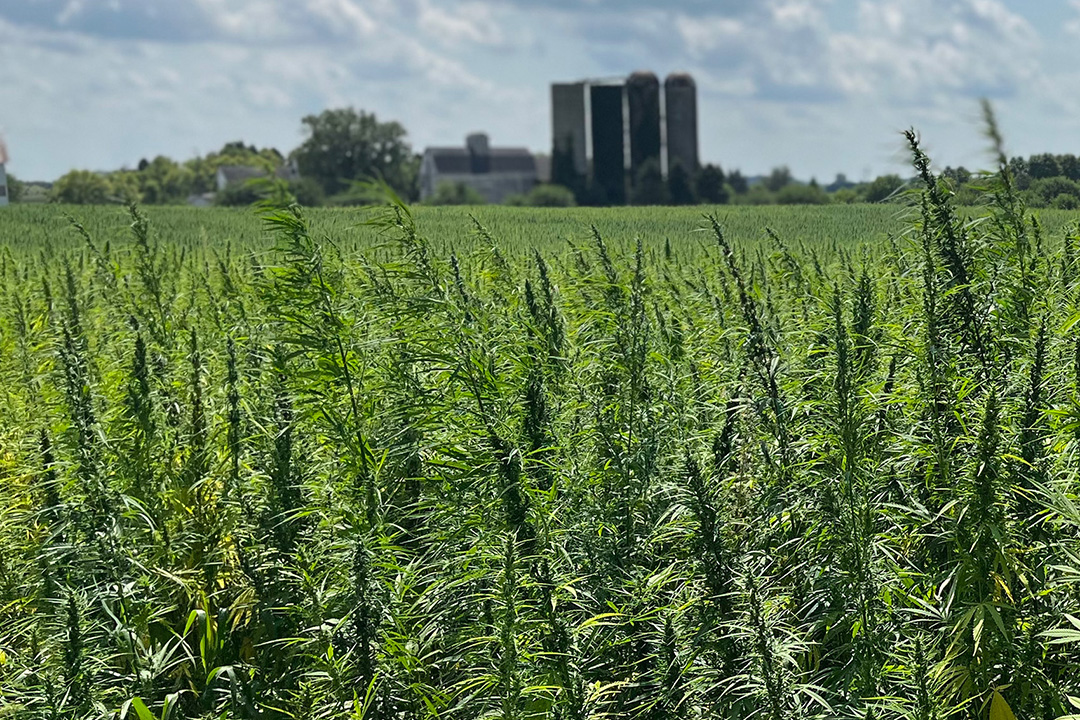 Cannabist Co. to Cease New Jersey Cultivation, Divest Retail Assets Amidst Bankruptcy